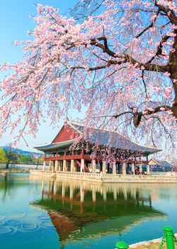 Gyeongbokgung Palace with cherry blossom in spring,Korea.