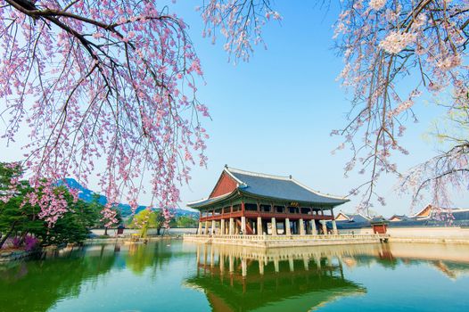 Gyeongbokgung Palace with cherry blossom in spring,Korea.