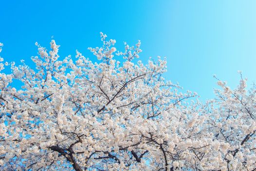 Cherry Blossom with Soft focus, Sakura season Background