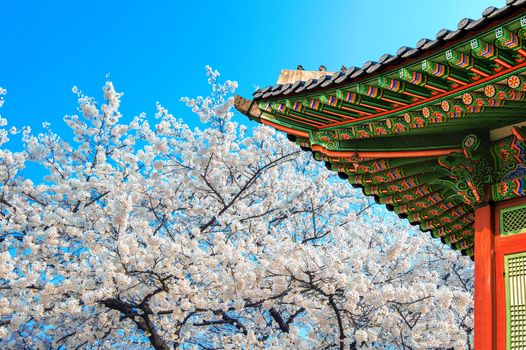 Cherry Blossom with roof of temple in spring.