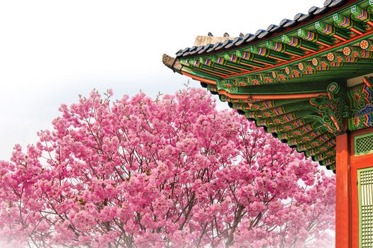 Cherry Blossom with roof of temple in spring.