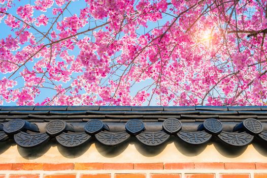 Cherry Blossom with roof of temple in spring.