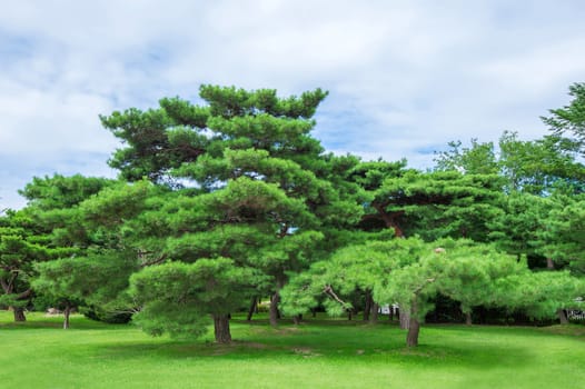 Green trees in park