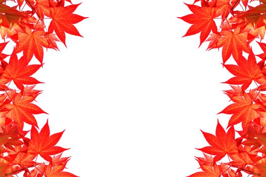 Red maple leaves of Colorful autumn with space for text or symbol.