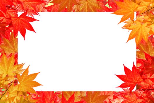 Red maple leaves of Colorful autumn with space for text or symbol.
