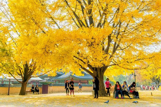 GYEONGBOKGUNG,KOREA - NOVEMBER 4: Tourists taking photos of the beautiful scenery around Gyeongbokgung in Seoul,South Korea during autumn season on November 4, 2015.