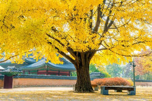 Autumn in Gyeongbukgung Palace,Korea.