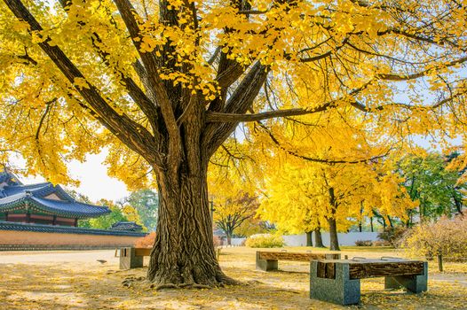 Autumn in Gyeongbukgung Palace,Korea.