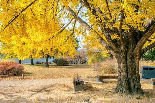 Autumn in Gyeongbukgung Palace,Korea.