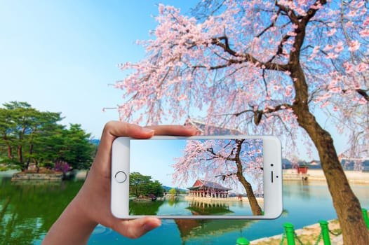 Hand holding smart phone take a photo at Gyeongbokgung Palace with cherry blossom.
