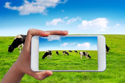 Hand holding smart phone take a photo at Cows on a green field.