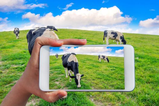 Hand holding smart phone take a photo at Cows on a green field.