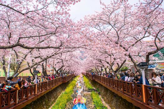 JINHAE,KOREA - APRIL 4 : Jinhae Gunhangje Festival is the largest cherry blossom festival in Korea. Tourists taking photos of the beautiful scenery around Jinhae,Korea on April 4,2015.