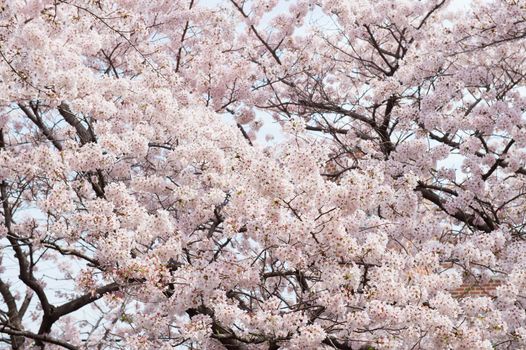 Cherry Blossom with Soft focus, Sakura season in korea,Background