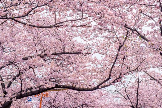 Cherry Blossom with Soft focus, Sakura season in korea,Background