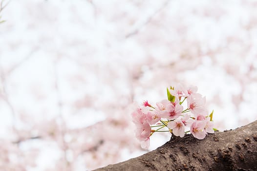 Cherry Blossom with Soft focus, Sakura season in korea,Background