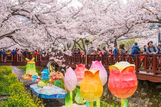 JINHAE,KOREA - APRIL 4 : Jinhae Gunhangje Festival is the largest cherry blossom festival in Korea.Tourists taking photos of the beautiful scenery around Jinhae,Korea on April 4,2015.