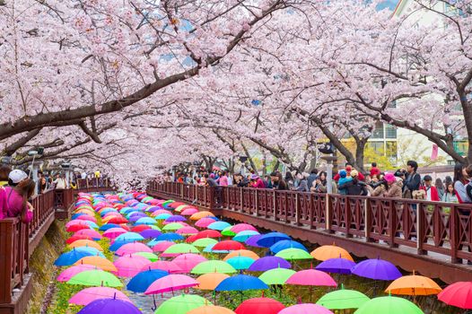 JINHAE,KOREA - APRIL 4 : Jinhae Gunhangje Festival is the largest cherry blossom festival in Korea.Tourists taking photos of the beautiful scenery around Jinhae,Korea on April 4,2015.