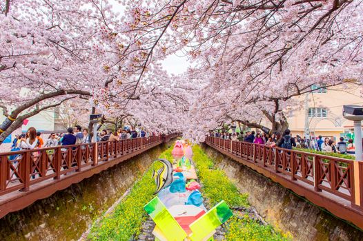 JINHAE,KOREA - APRIL 4 : Jinhae Gunhangje Festival is the largest cherry blossom festival in Korea.Tourists taking photos of the beautiful scenery around Jinhae,Korea on April 4,2015.