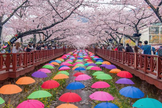 JINHAE,KOREA - APRIL 4 : Jinhae Gunhangje Festival is the largest cherry blossom festival in Korea.Tourists taking photos of the beautiful scenery around Jinhae,Korea on April 4,2015.