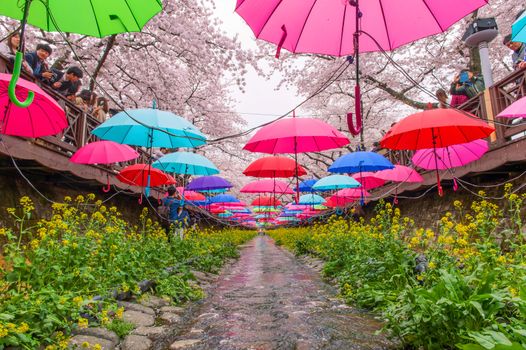 JINHAE,KOREA - APRIL 4 : Jinhae Gunhangje Festival is the largest cherry blossom festival in Korea.Tourists taking photos of the beautiful scenery around Jinhae,Korea on April 4,2015.