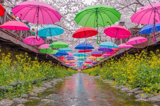 JINHAE,KOREA - APRIL 4 : Jinhae Gunhangje Festival is the largest cherry blossom festival in Korea.Tourists taking photos of the beautiful scenery around Jinhae,Korea on April 4,2015.