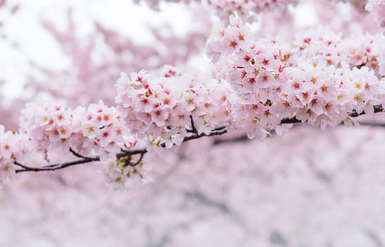 Cherry Blossom with Soft focus, Sakura season in korea,Background