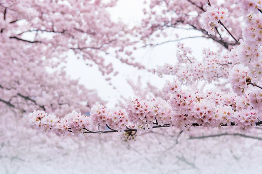 Cherry Blossom with Soft focus, Sakura season in korea,Background