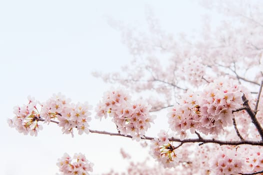 Cherry Blossom with Soft focus, Sakura season in korea,Background