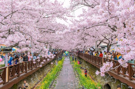 JINHAE,KOREA - APRIL 4 : Jinhae Gunhangje Festival is the largest cherry blossom festival in Korea.Tourists taking photos of the beautiful scenery around Jinhae,Korea on April 4,2015.