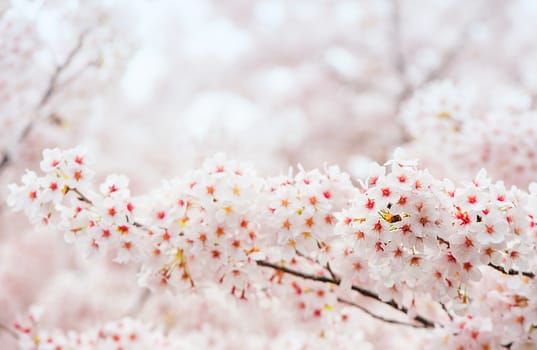 Cherry Blossom with Soft focus, Sakura season in korea,Background