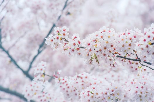 Cherry Blossom with Soft focus, Sakura season in korea,Backgroun