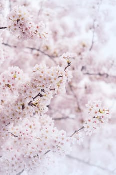 Cherry Blossom with Soft focus, Sakura season in korea,Backgroun