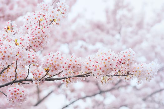 Cherry Blossom with Soft focus, Sakura season in korea,Backgroun