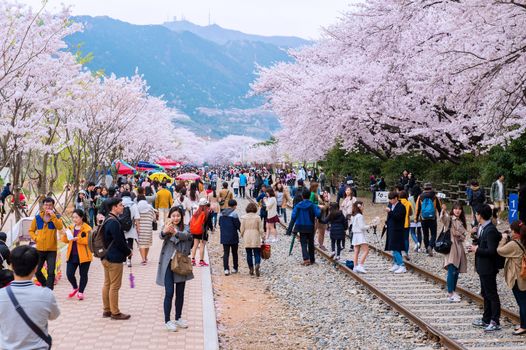 JINHAE,KOREA - APRIL 4 : Jinhae Gunhangje Festival is the largest cherry blossom festival in Korea.Tourists taking photos of the beautiful scenery around Jinhae,Korea on April 4,2015.