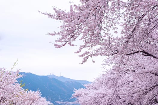 Cherry Blossom with Soft focus, Sakura season in korea,Background