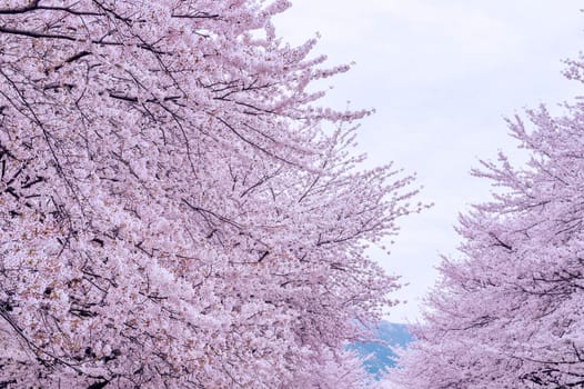 Cherry Blossom with Soft focus, Sakura season in korea,Background