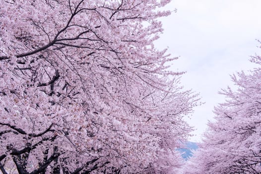 Cherry Blossom with Soft focus, Sakura season in korea,Background