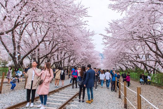 JINHAE,KOREA - APRIL 4 : Jinhae Gunhangje Festival is the largest cherry blossom festival in Korea.Tourists taking photos of the beautiful scenery around Jinhae,Korea on April 4,2015.