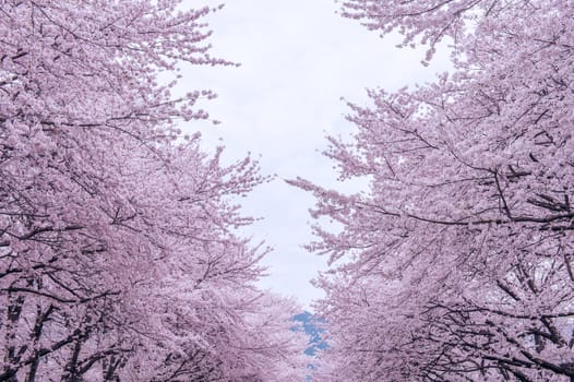 Cherry Blossom with Soft focus, Sakura season in korea,Background