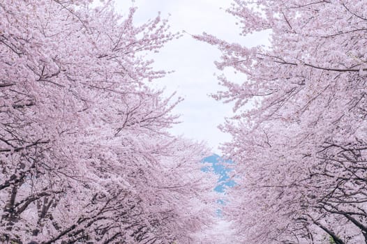 Cherry Blossom with Soft focus, Sakura season in korea,Background