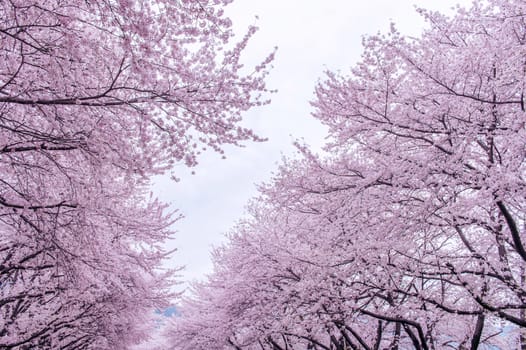 Cherry Blossom with Soft focus, Sakura season in korea,Background