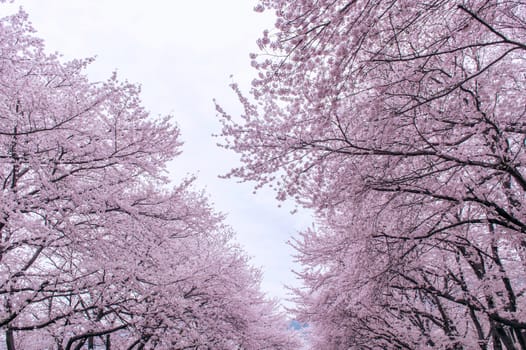 Cherry Blossom with Soft focus, Sakura season in korea,Background