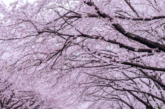 Cherry Blossom with Soft focus, Sakura season in korea,Background