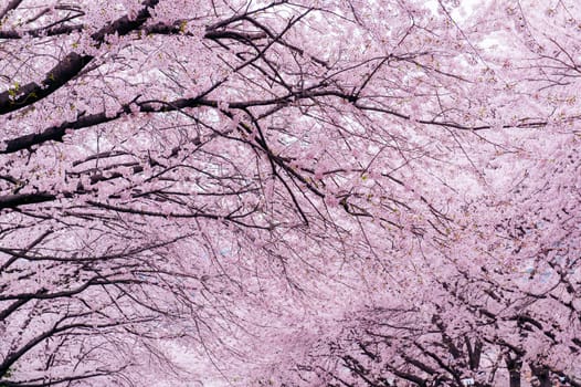 Cherry Blossom with Soft focus, Sakura season in korea,Background