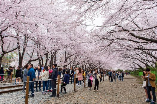 JINHAE,KOREA - APRIL 4 : Jinhae Gunhangje Festival is the largest cherry blossom festival in Korea.Tourists taking photos of the beautiful scenery around Jinhae,Korea on April 4,2015.