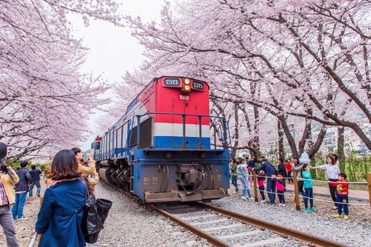 JINHAE,KOREA - APRIL 4 : Jinhae Gunhangje Festival is the largest cherry blossom festival in Korea.Tourists taking photos of the beautiful scenery around Jinhae,Korea on April 4,2015.