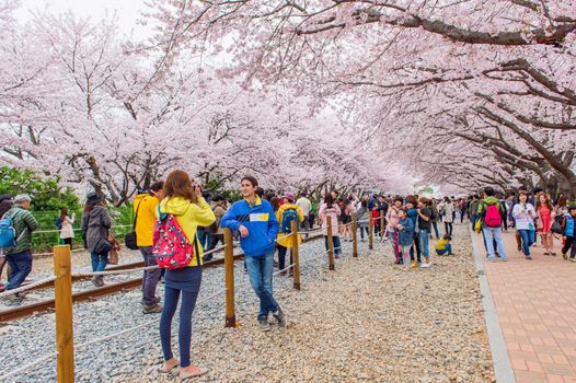 JINHAE,KOREA - APRIL 4 : Jinhae Gunhangje Festival is the largest cherry blossom festival in Korea.Tourists taking photos of the beautiful scenery around Jinhae,Korea on April 4,2015.