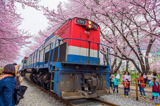 JINHAE,KOREA - APRIL 4 : Jinhae Gunhangje Festival is the largest cherry blossom festival in Korea.Tourists taking photos of the beautiful scenery around Jinhae,Korea on April 4,2015.