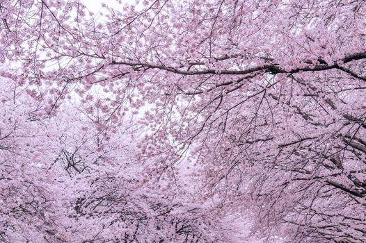 Cherry Blossom with Soft focus, Sakura season in korea,Background